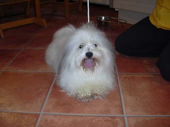 elliot